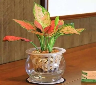 寻宁波鄞州盆景租赁，优质服务，焕新空间之美！